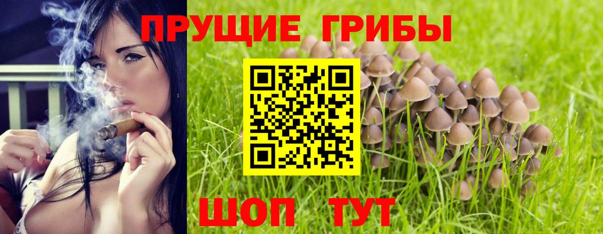 Галлюциногенные грибы Psilocybe Казань